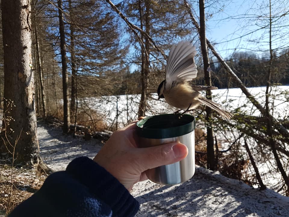 chickadee on a cup 